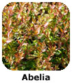 Abelia